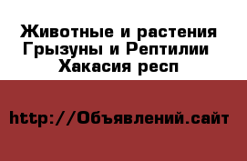 Животные и растения Грызуны и Рептилии. Хакасия респ.